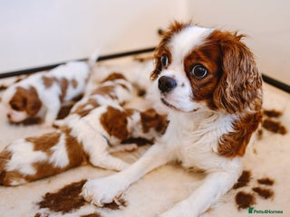 Cavalier King Charles Spaniel dogs Exquisite KC reg Cavalier King Charles Spaniels - Advert 11