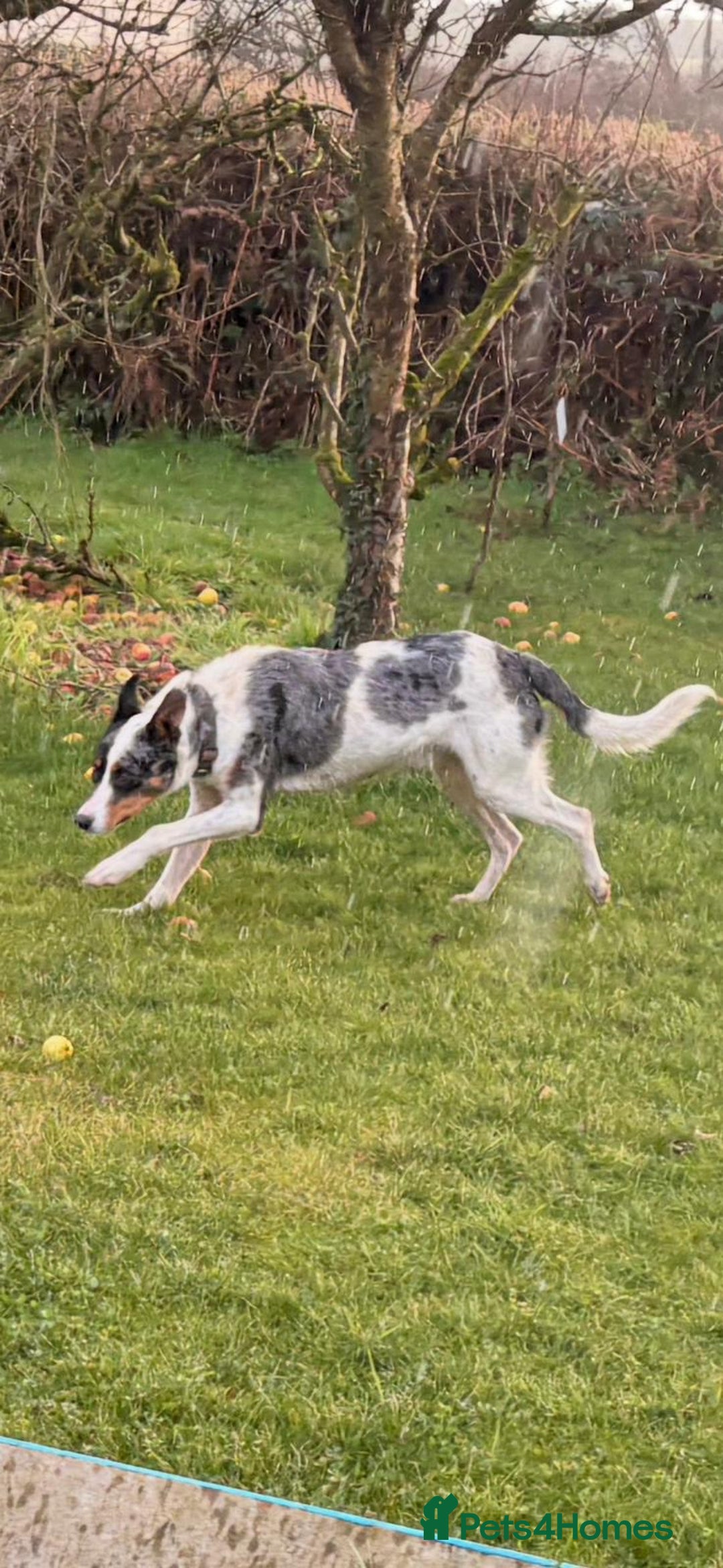 Border Collie dogs for stud: Collie cross blue healer - Advert 4