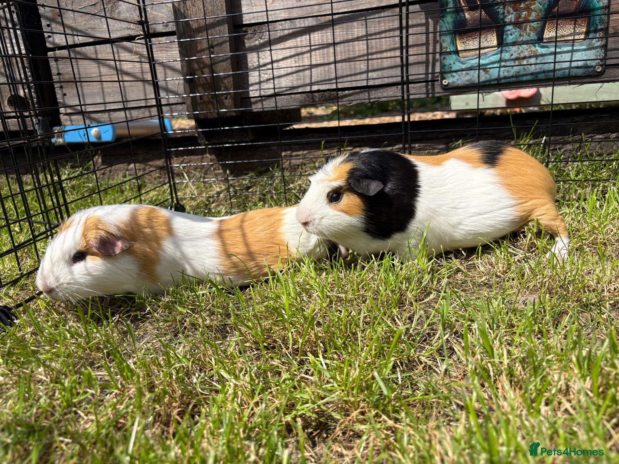 Guinea Pig rodents Rescue Guinea Pigs looking for amazing new homes - Advert 1