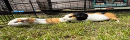 Guinea Pig rodents for sale: Rescue Guinea Pigs looking for amazing new homes - Advert 1