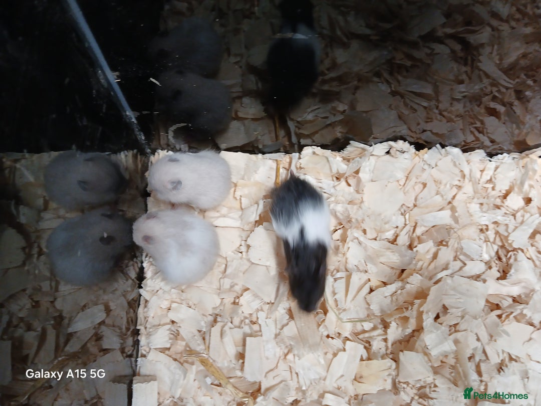 Hamster rodents for sale: Baby Syrian Hamsters  - Image 3