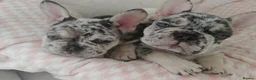 French Bulldog dogs for sale: French Bulldogs– Stunning Merle & Cream Colours in Wirral - Advert 8