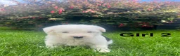 Old English Sheepdog dogs for sale: Old English Sheepdog Puppies  in Peterborough - Advert 7