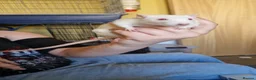 Rat rodents for sale: 2 female rats Mercury and Blink - Advert 1