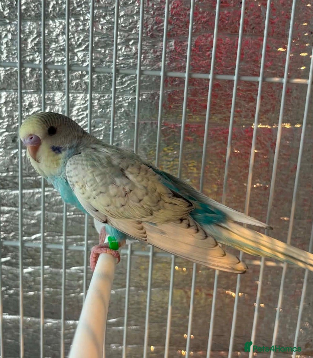 Budgerigars birds Baby budgies  - Advert 2