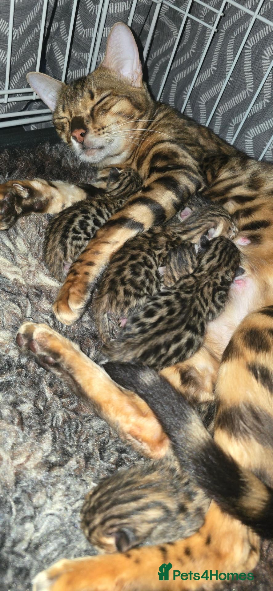 Bengal cats Outstanding rosetted brown bengal girls and boys🔥 - Advert 1