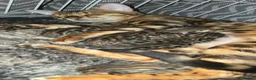 Bengal cats for sale: Outstanding rosetted brown bengal girls and boys🔥 - Advert 1