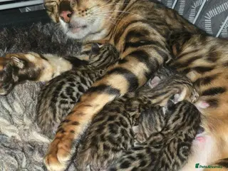 Bengal cats Outstanding rosetted brown bengal girls and boys🔥 - Advert 1