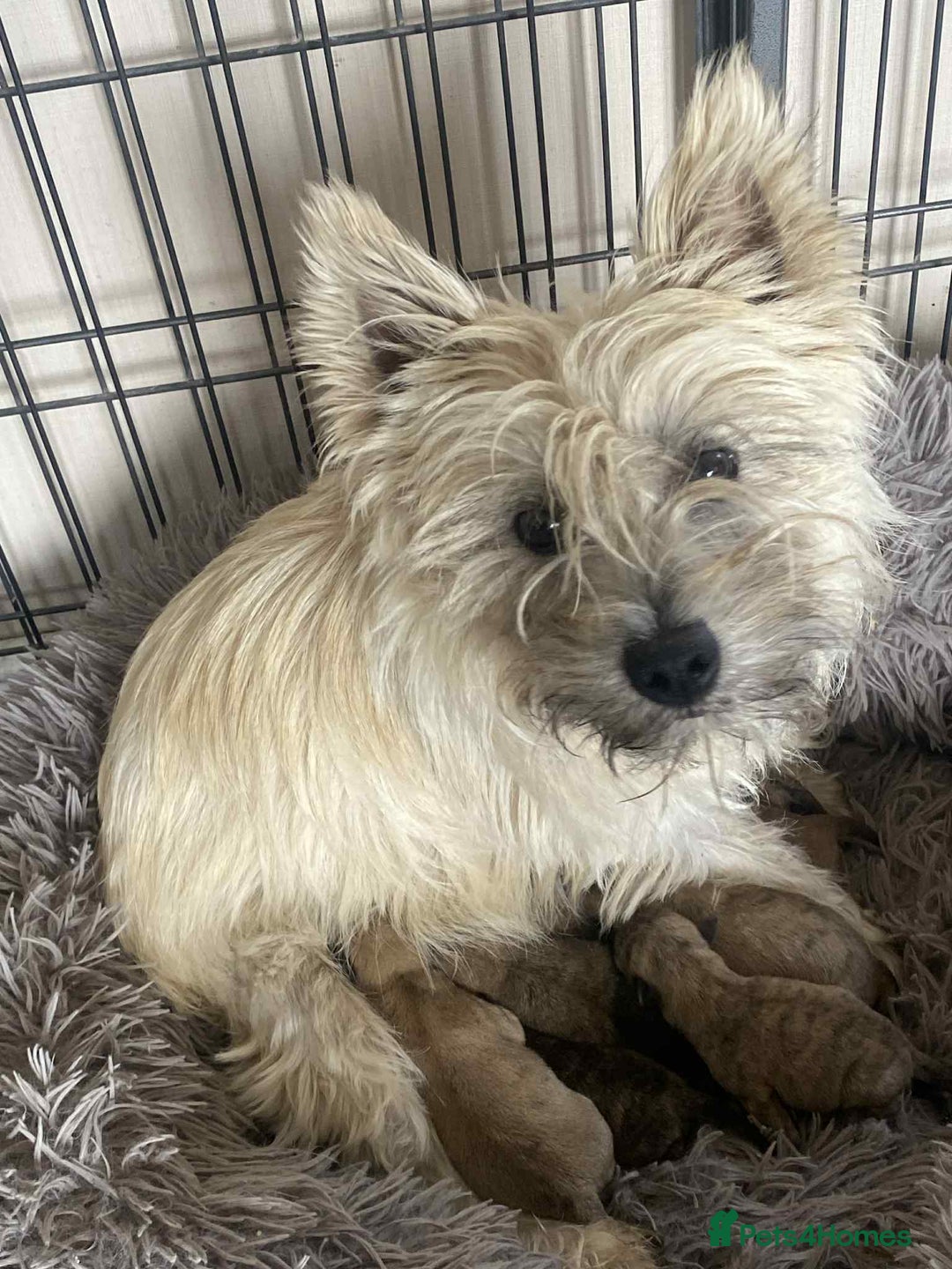Cairn Terrier dogs for sale: KC reg Cairn Terrier puppies - Image 5