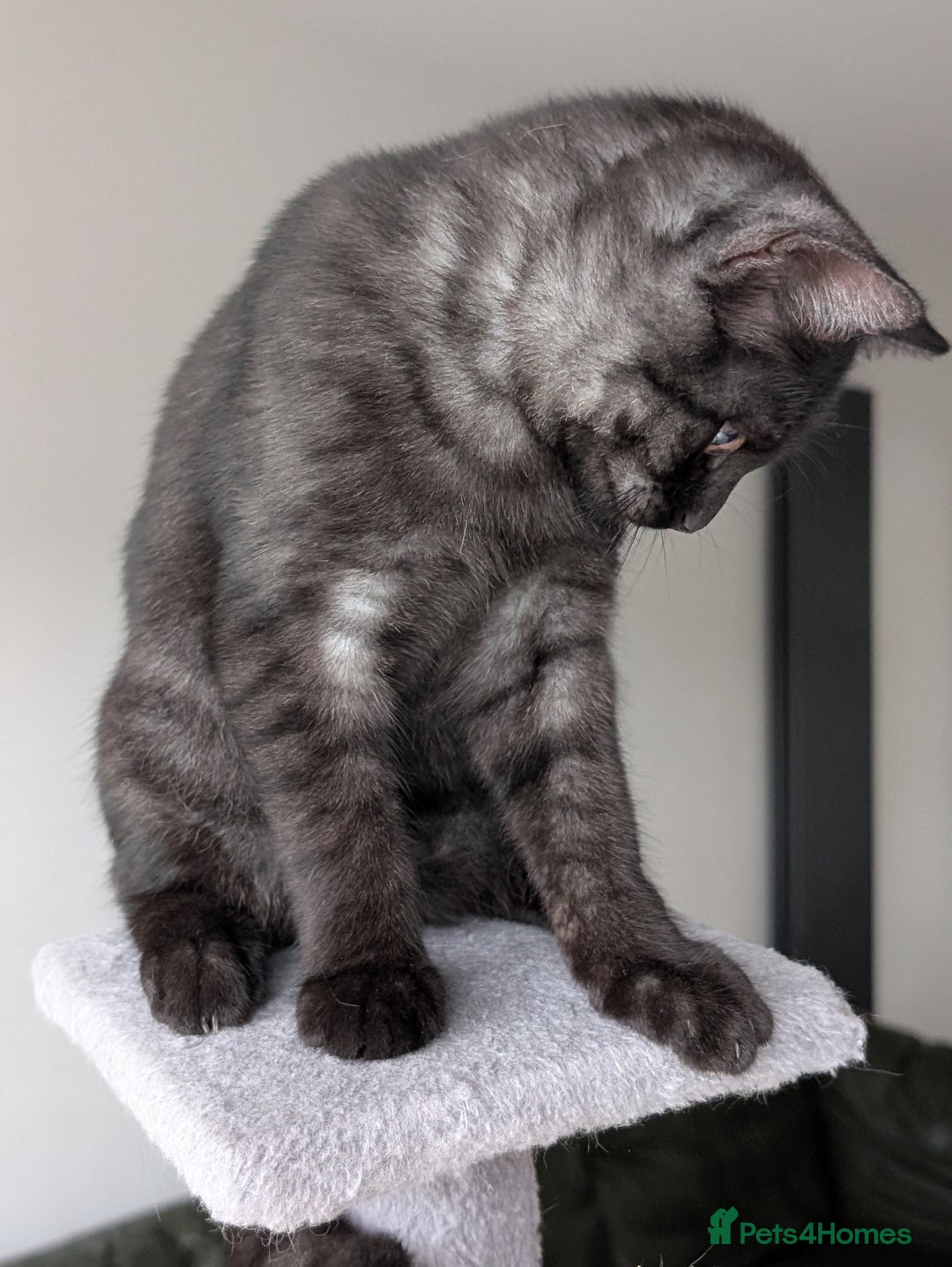 Selkirk Rex cats for sale: 😻 Stunning Selkirk Rex Mix Kittens 😻 - Image 11