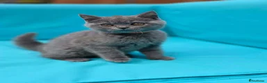British Shorthair grey