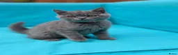 British Shorthair cats for sale: Beautiful British Shorthair kittens  - Advert 25
