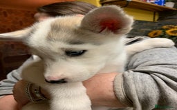 Utonagan dogs for sale: Husky x malamute  - Image 31