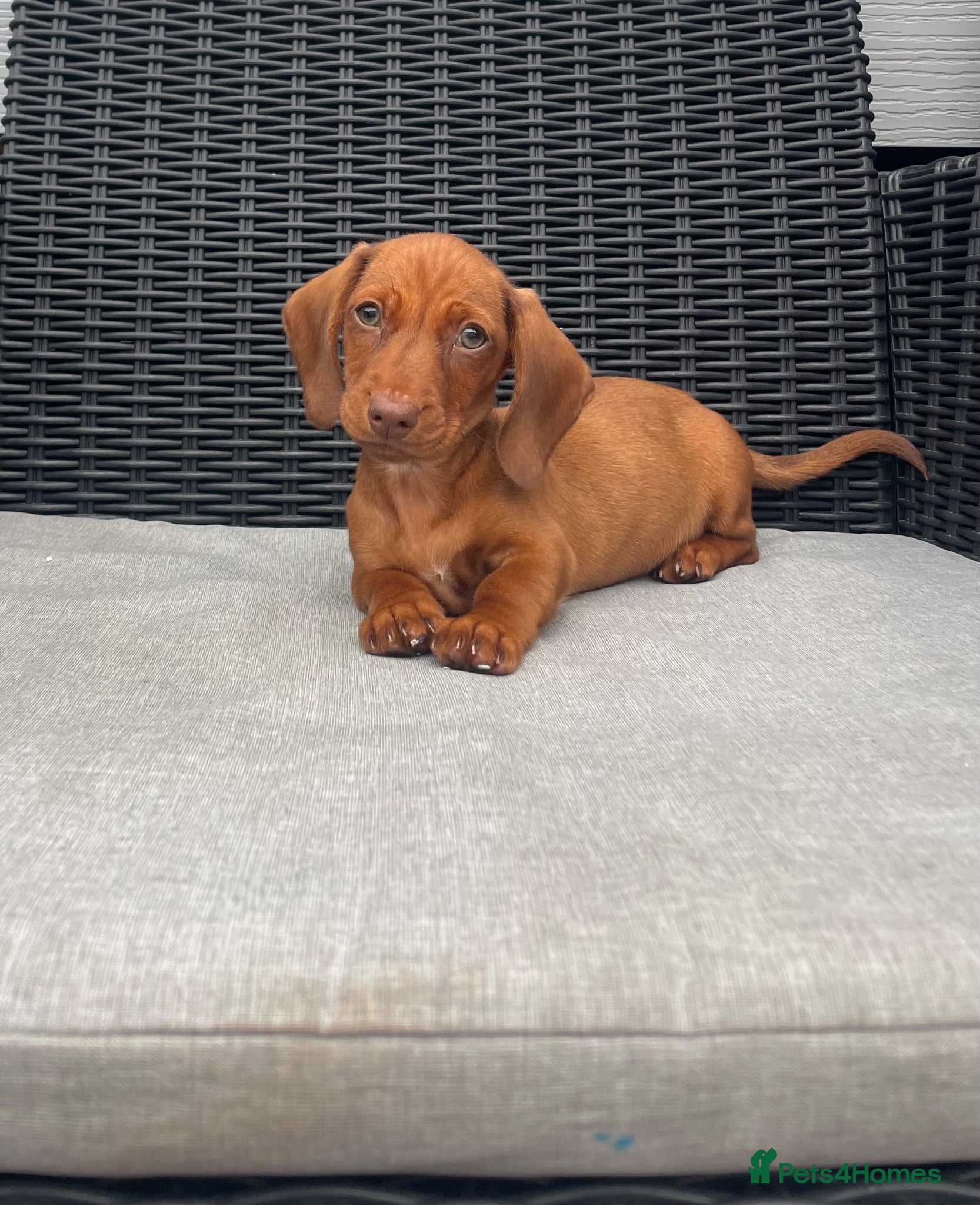 Miniature Dachshund dogs 💖💙beautiful Dachunds ready now 💖💙 - Advert 1