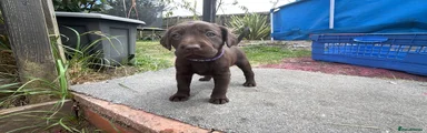 Labrador Retriever 3
