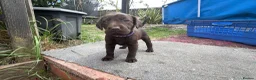 Labrador Retriever dogs for sale: ✨beautiful chunky pedigree Labradors✨ - Advert 32