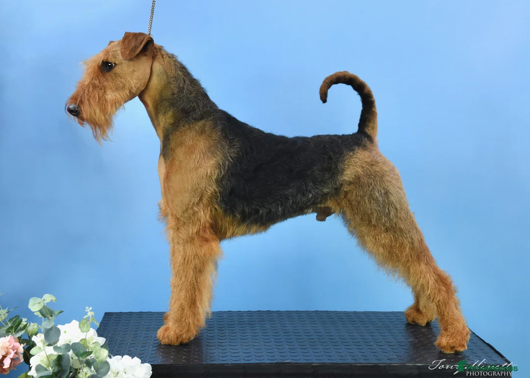 Airedale Terrier dogs for stud: Airedale Terrier Champion Stud Dog - Advert 1