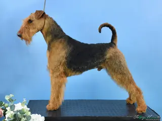 Airedale Terrier dogs Airedale Terrier Champion Stud Dog - Advert 2