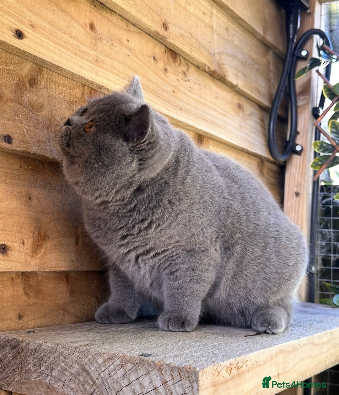 British Shorthair cats for sale: Lovely BSH  - Image 29