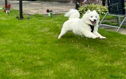 Samoyed dogs for sale: KC reg. Samoyed puppies with champ bloodline  - Advert 10