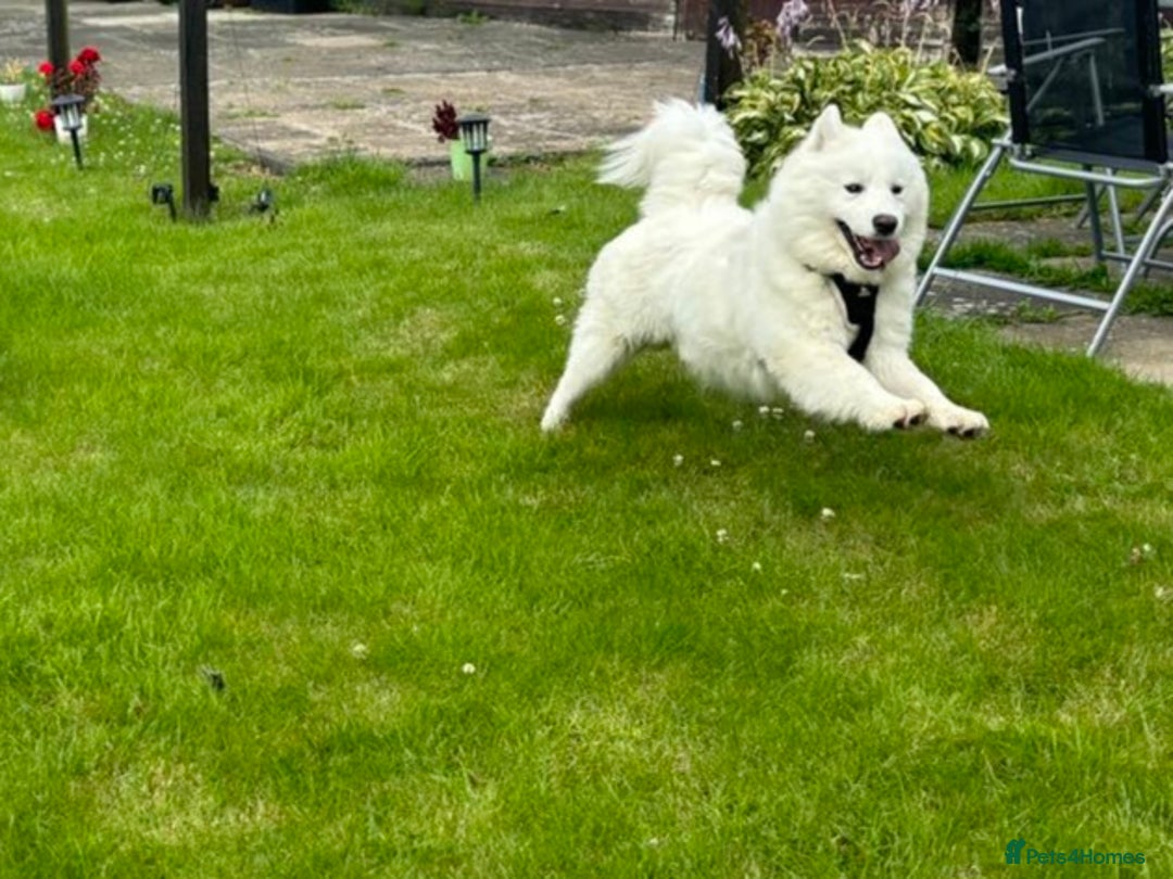 Samoyed dogs for sale: KC reg. Samoyed puppies with champ bloodline  - Advert 10