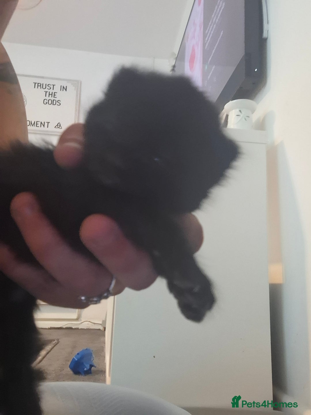 Mixed Breed cats for sale: 2 female kittens - Image 2