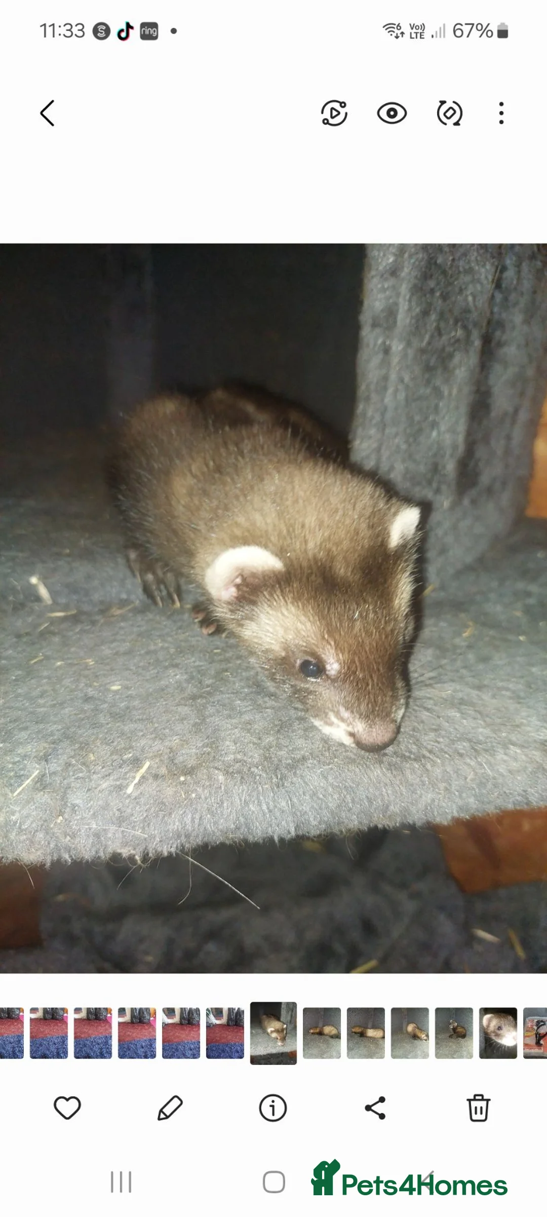 Ferret rodents for sale: Polecat hob kit in Blackwood - Advert 2