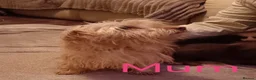 Norfolk Terrier dogs for sale: Norfolk Terrier Puppies  in Wellingborough - Advert 12