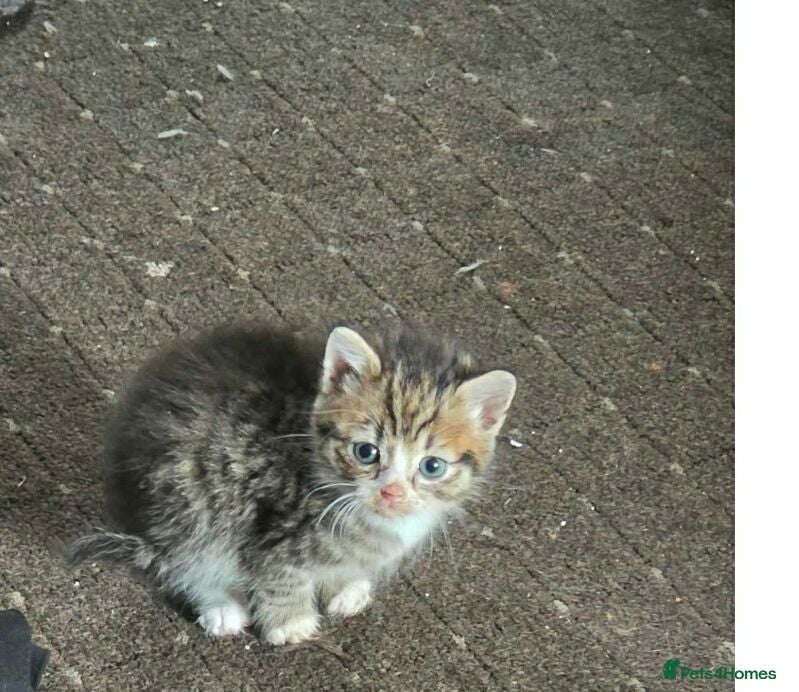 Mixed Breed cats Kitten - Advert 17