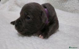 Staffordshire Bull Terrier dogs for sale:  Blue Staffy puppies for sale KC REGISTERED  - Image 15