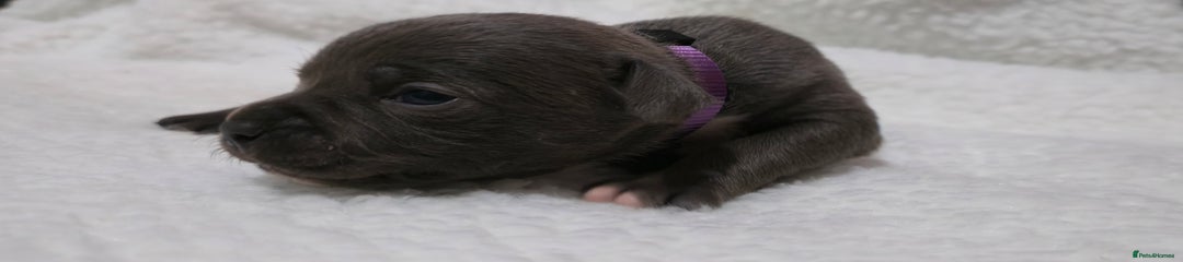 Staffordshire Bull Terrier PURPLE BOY