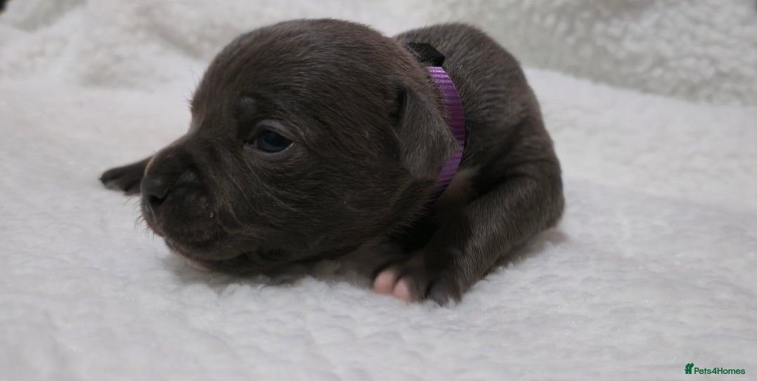 Staffordshire Bull Terrier dogs for sale:  Blue Staffy puppies for sale KC REGISTERED  - Image 15
