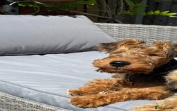 Welsh Terrier dogs for sale: Welsh Terrier - Image 2