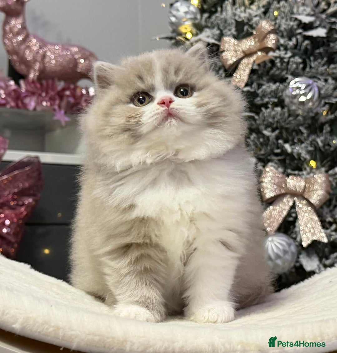 British Shorthair cats for sale: Gorgeous British Kittens - Advert 6