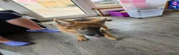 German Shepherd dogs for sale: Female Isabella german Shepherd puppy - Advert 2