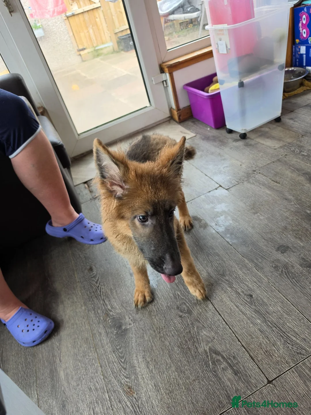 German Shepherd dogs for sale: Female Isabella german Shepherd puppy - Advert 2