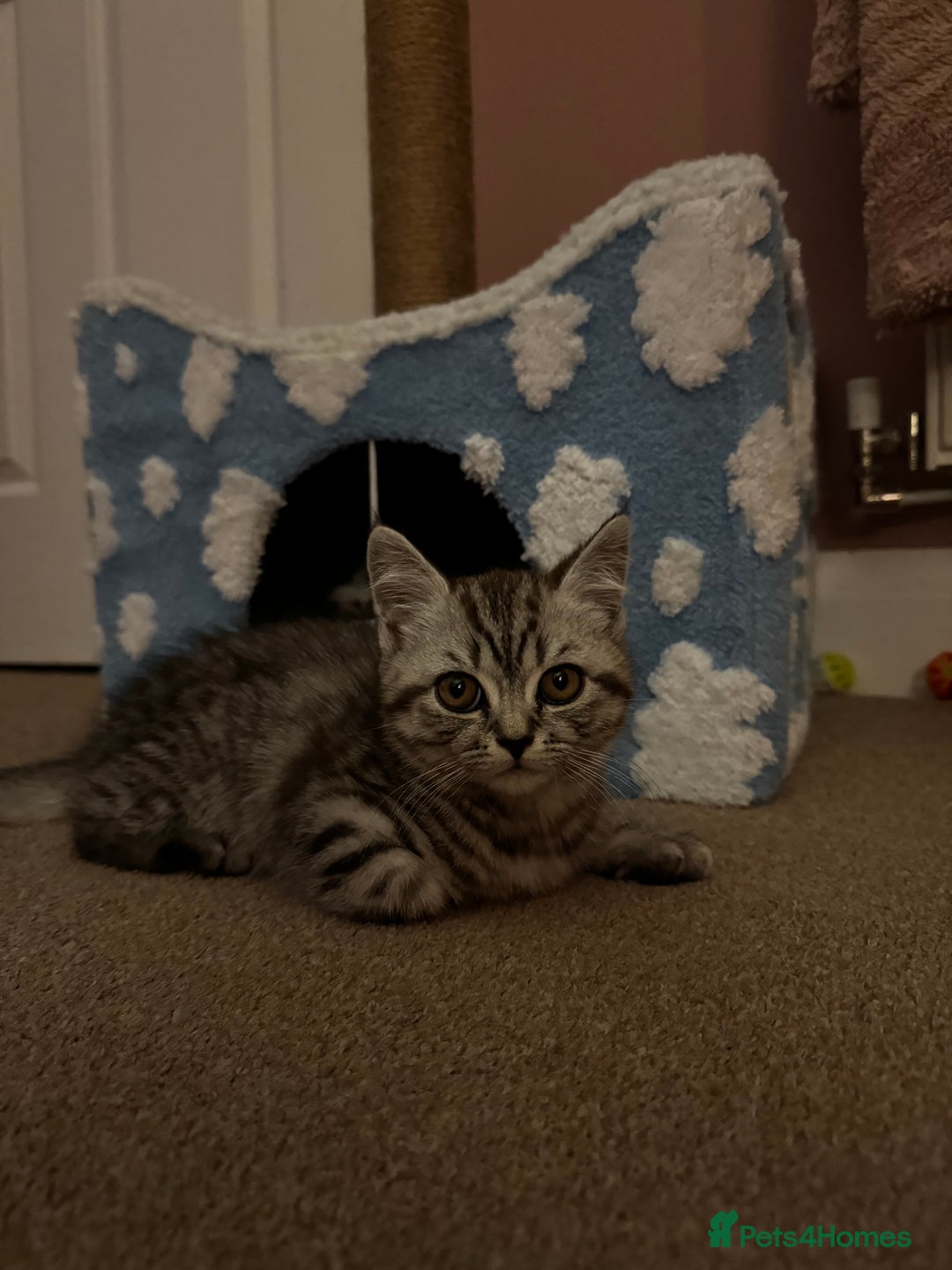 British Shorthair cats for sale: British shorthair mix  - Image 5