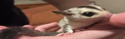 Sugar Glider rodents for sale: Two white face males available  - Advert 3