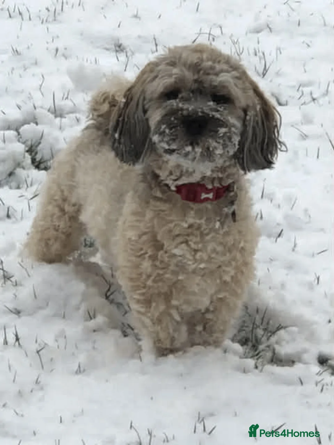 Havanese dogs for sale: Teddy – 7 Year Old Neutered Male Havanese  - Advert 2