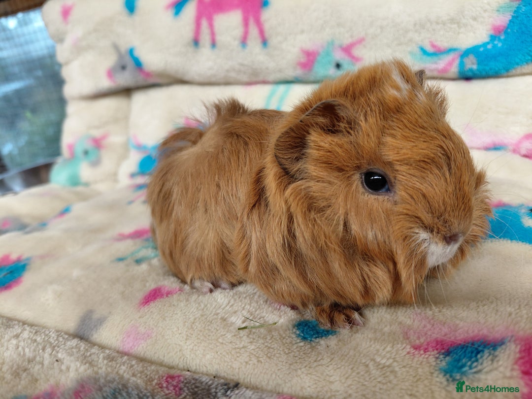 Guinea Pig rodents for sale: Baby Golden Boars / Young Adult Sheltie Boar  RTL  - Advert 7