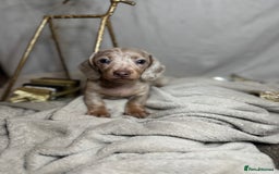Dachshund dogs for sale: Beautiful Dachshunds READY TO LEAVE  - Image 1
