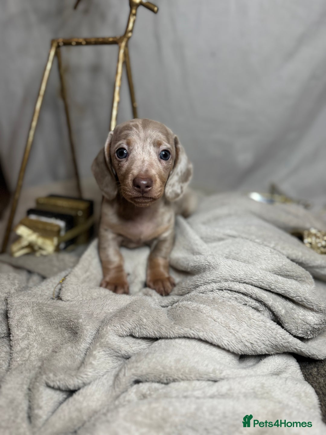 Dachshund dogs for sale: Beautiful Dachshunds READY TO LEAVE  - Image 1