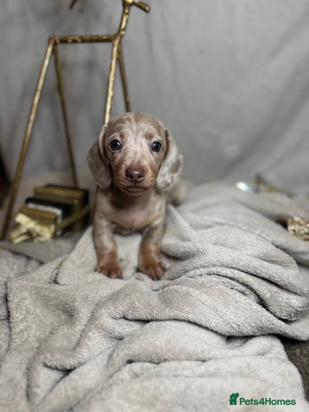 Dachshund dogs - Advert 1