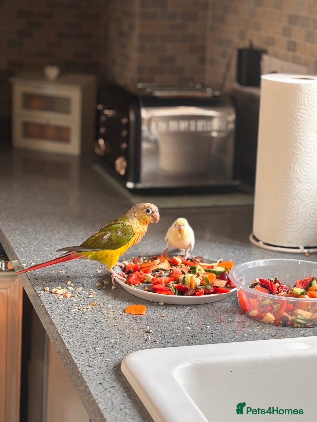 Budgerigars birds for sale: 5 Month Old Budgie - Image 2