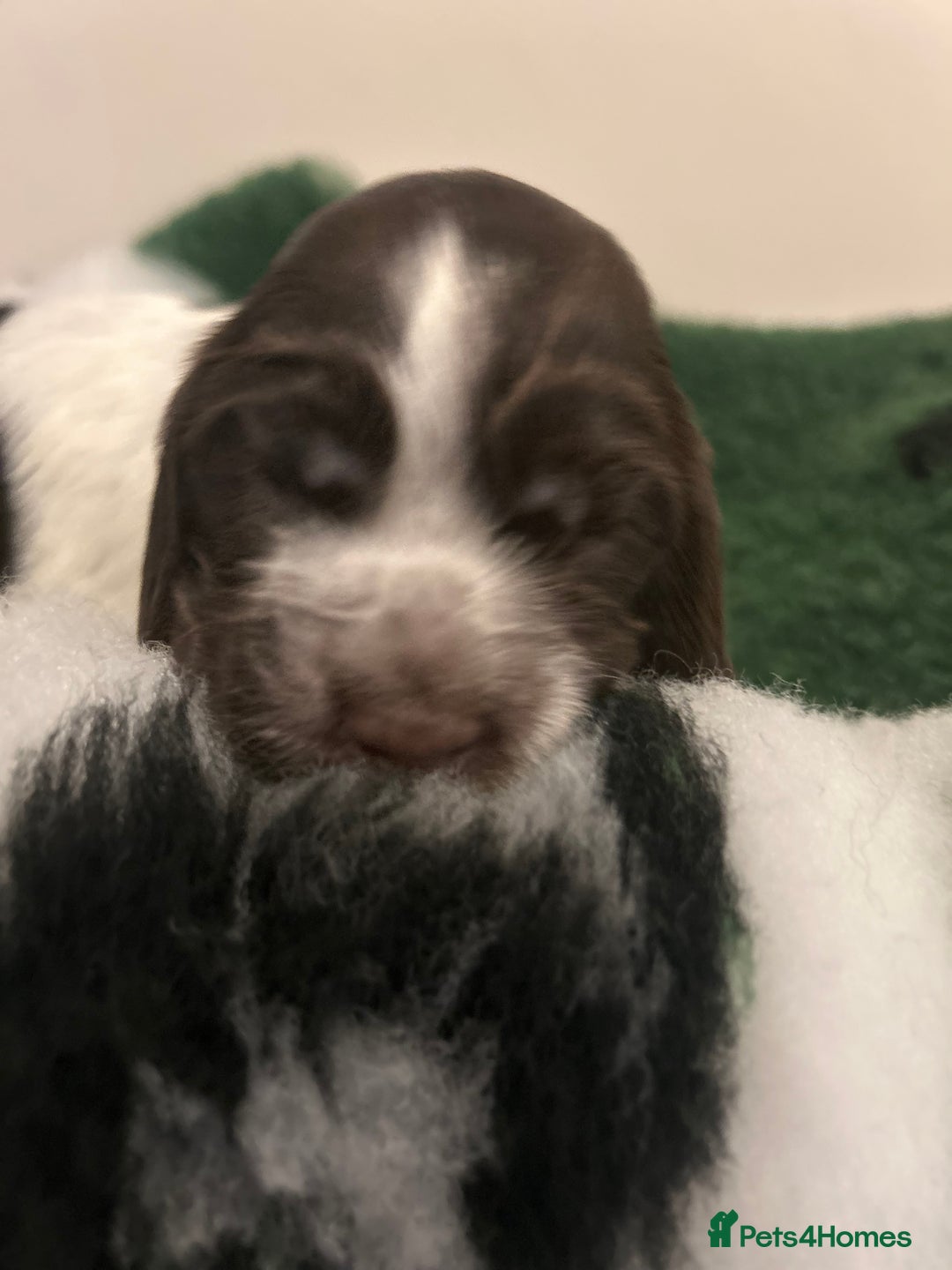 Cocker Spaniel dogs for sale: Show cocker spaniel  - Image 4