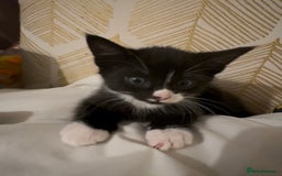 British Shorthair cats for sale: Kittens Ready Mixed British shorthair+Russian Blue - Image 5