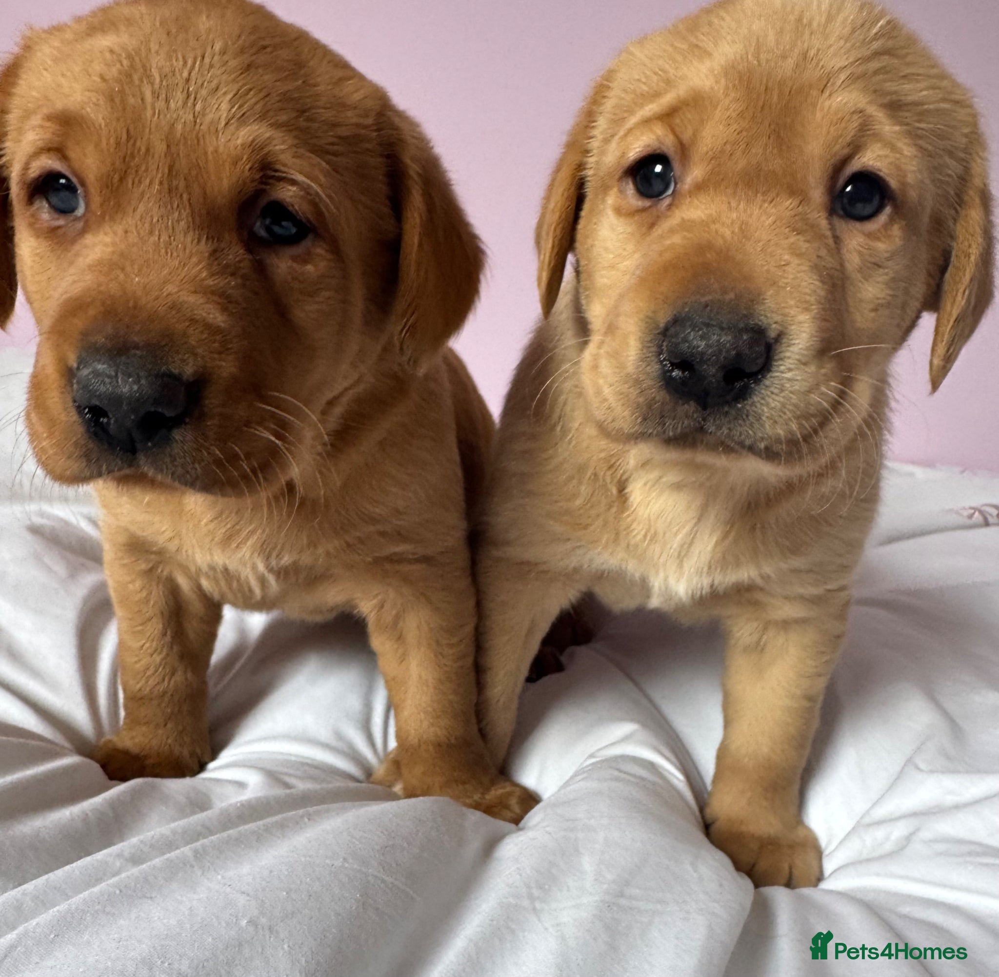 Labrador Retriever dogs for sale: Labrador pups fox red and black  - Advert 27
