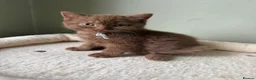 British Shorthair cats for sale: Our Beautiful British Shorthair Kittens - Advert 31