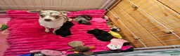 Chorkie dogs for sale: One gorgeous boy left  - Advert 15