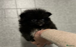 Pomeranian dogs for sale: Beautiful Pomeranian puppies  - Image 35